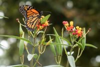 Monarch Butterflies Feeding on Butterfly Weed: A Photo Guide