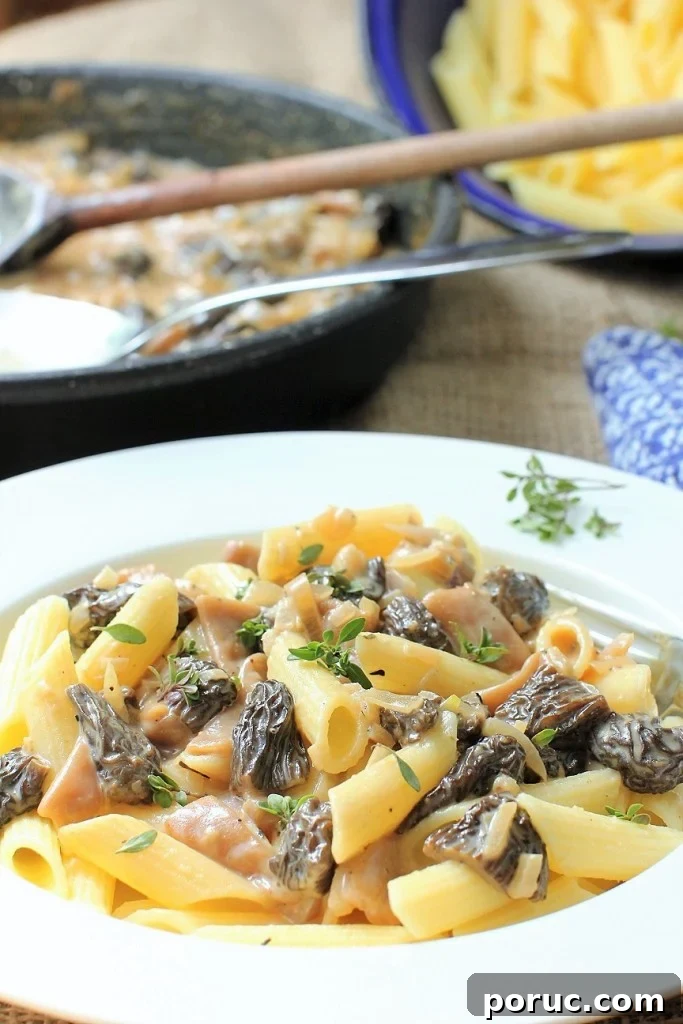 Morel Mushroom Pasta in a Silky Cream Sauce 2 penne pasta with morel mushrooms in cream sauce, vertical