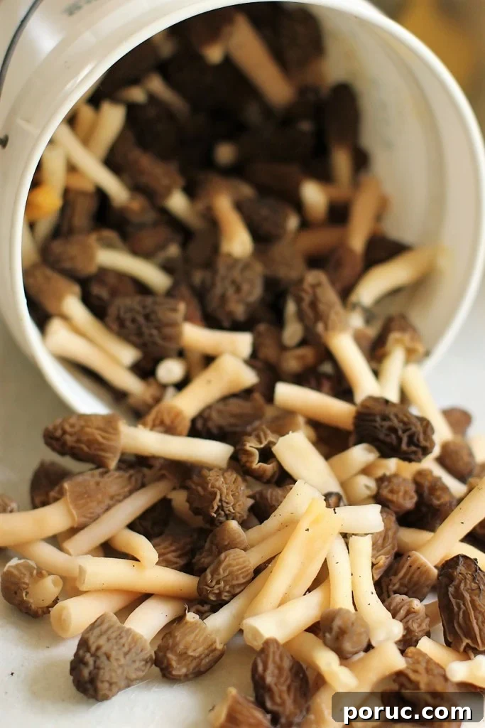 Morel Mushroom Pasta in a Silky Cream Sauce 8 pasta with morel mushrooms spilling from pail