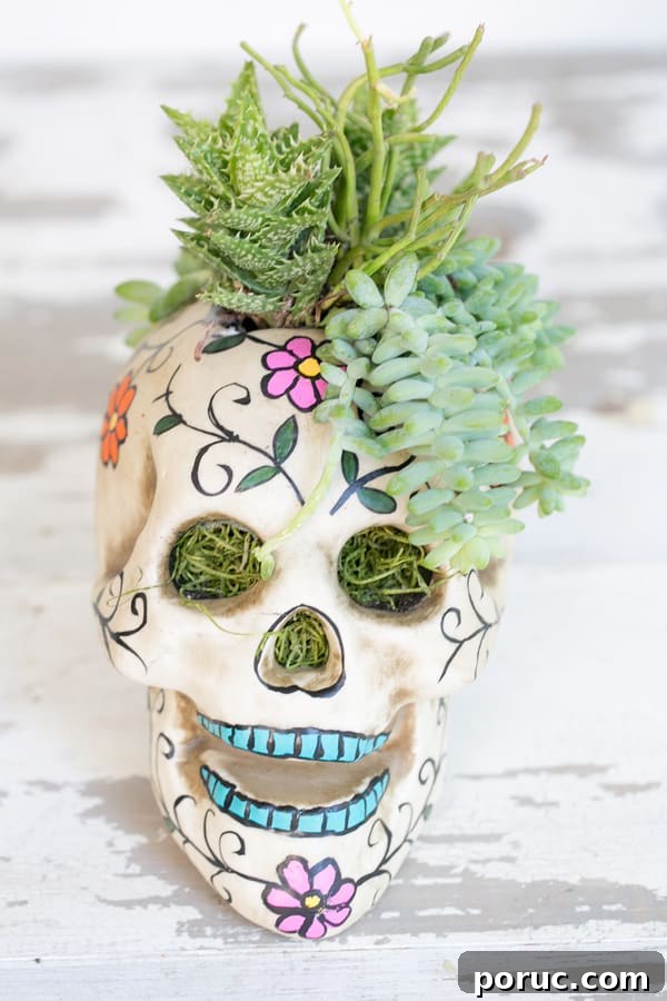 front on shot of project with succulents in it