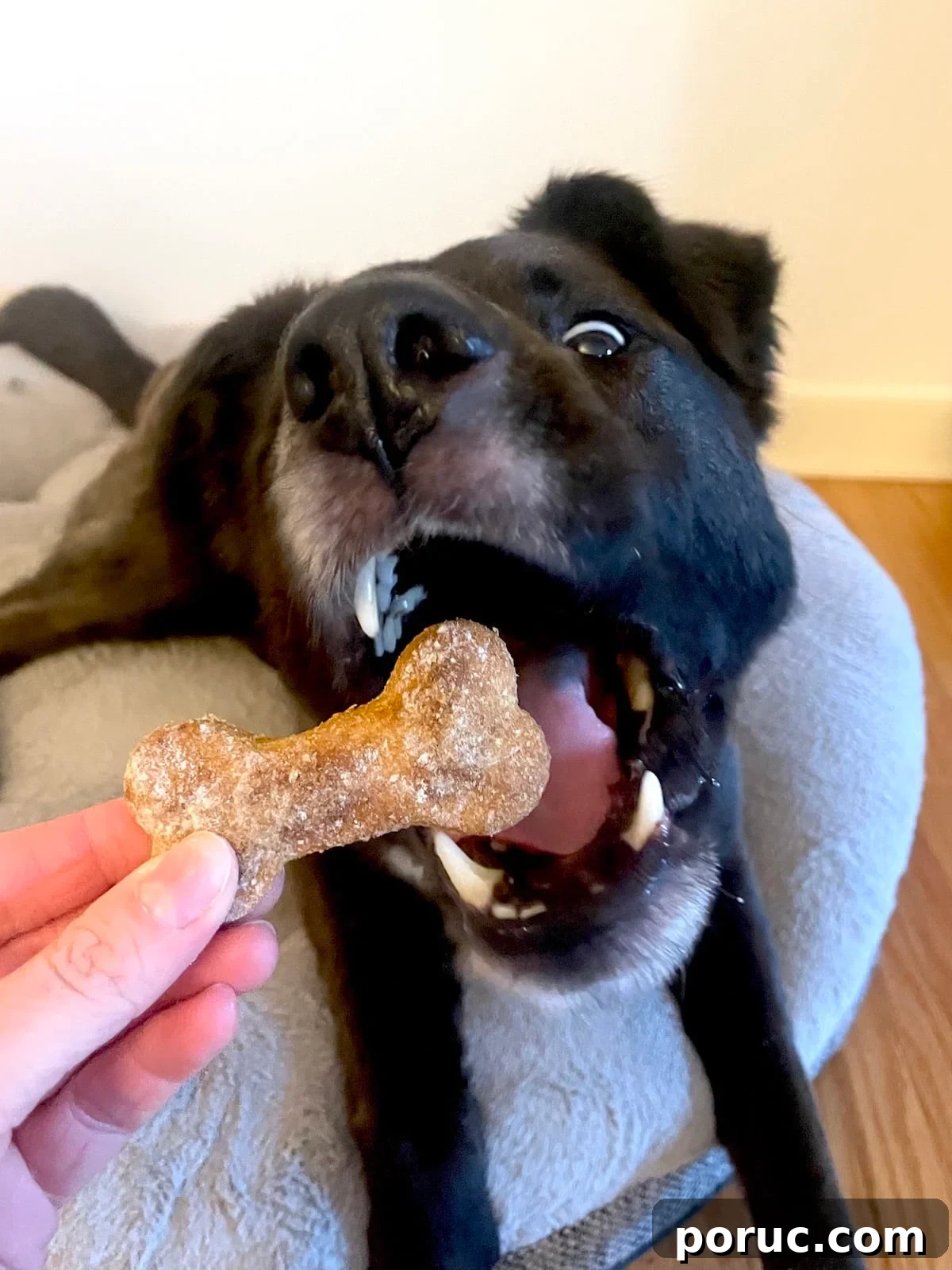 Baked Sweet Potato Dog Treats You Can Make at Home 11 Bone shaped homemade dog treat being fed to a black dog.
