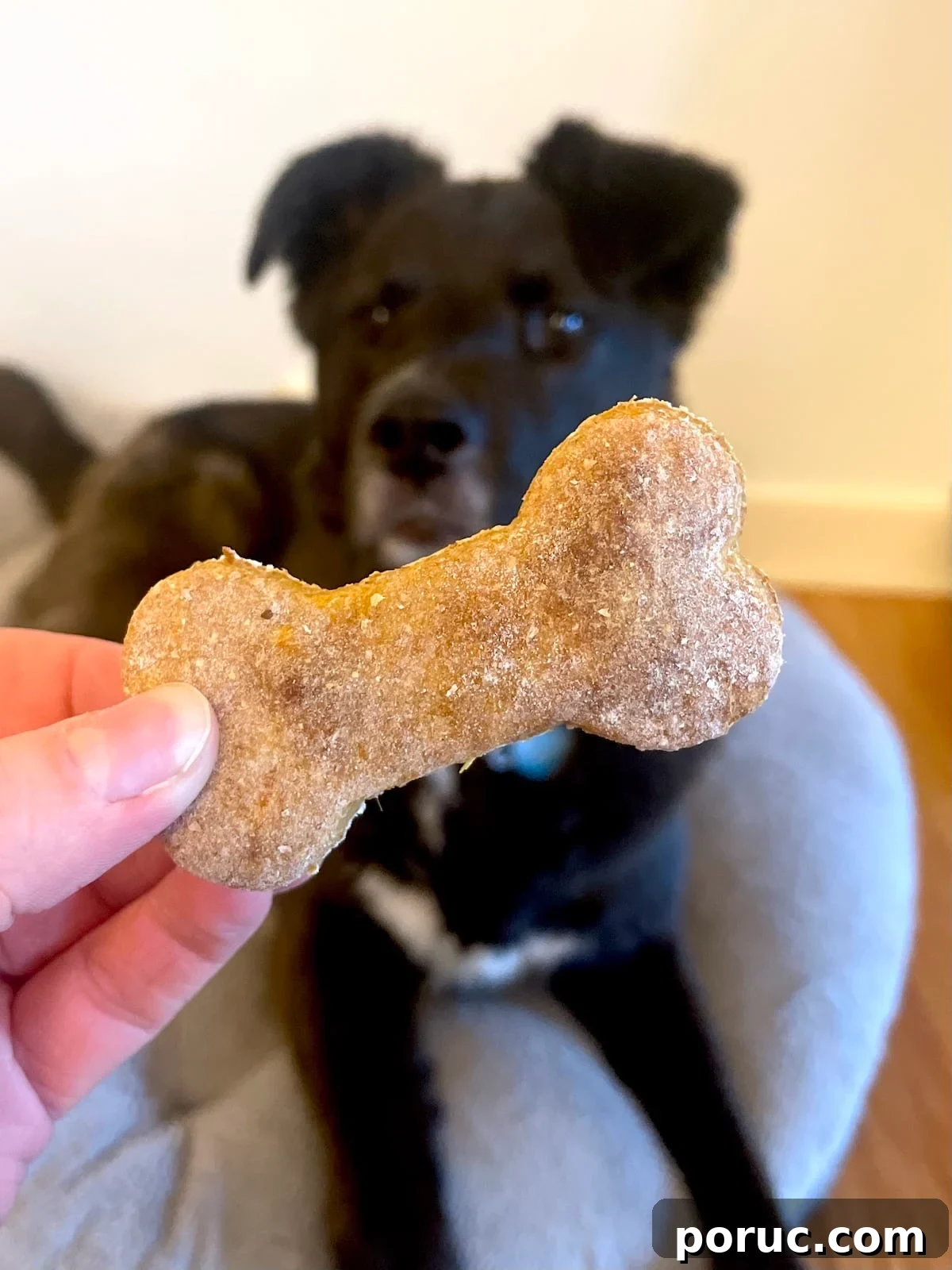 Baked Sweet Potato Dog Treats You Can Make at Home 10 Bone shaped dog treat being held in front of black dog.