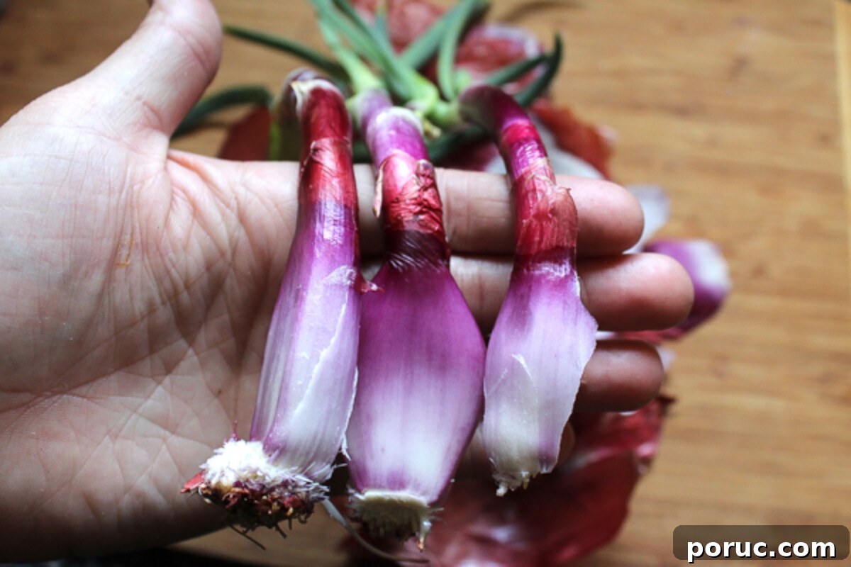 How to Plant and Grow Onions from Sprouted Bulbs 4 Sprouted Onion Separated for Planting