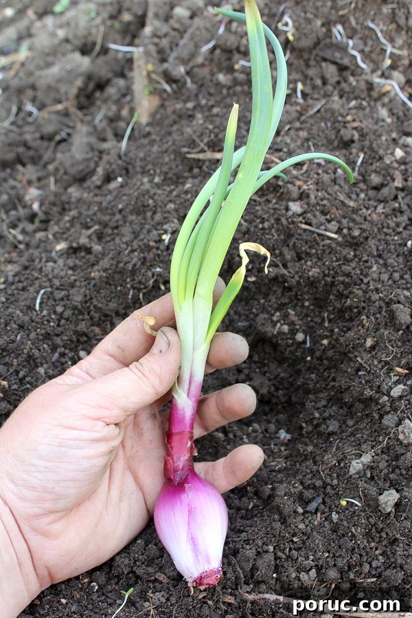 How to Plant and Grow Onions from Sprouted Bulbs 5 Planting Sprouted Onions