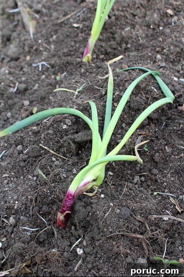 How to Plant and Grow Onions from Sprouted Bulbs 6 Sprouted Onion Regrowing in the Garden