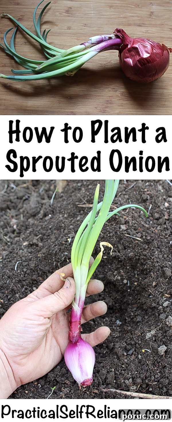 How to Plant and Grow Onions from Sprouted Bulbs 7 How to Plant a Sprouted Onion ~ Planting Sprouted Onions in the Garden #onions #growingonions #gardening #gardeningtips #organicgarden #vegetablegardening #frugalgardening #homesteading