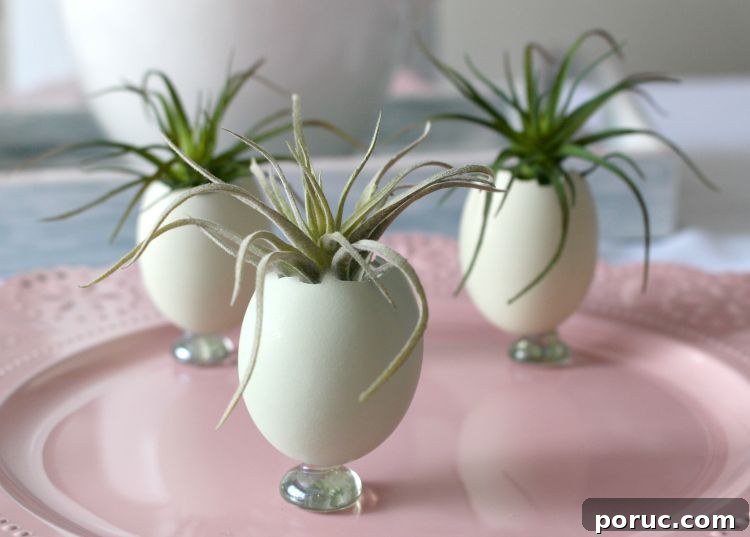 Egg Shell Planters