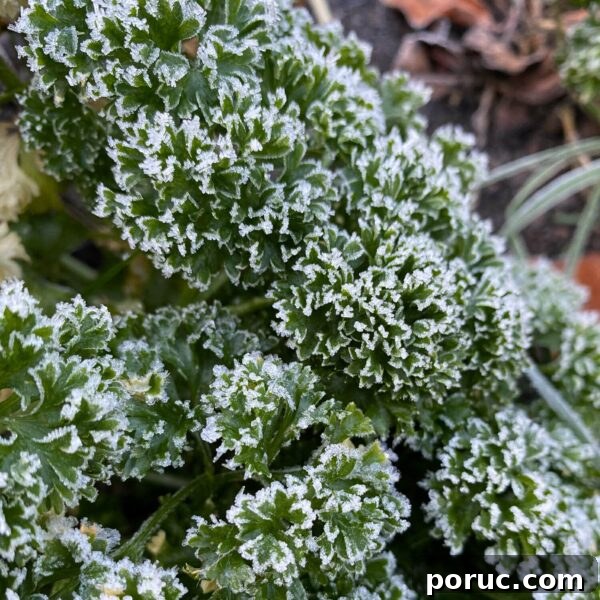 pretty frost on parsley