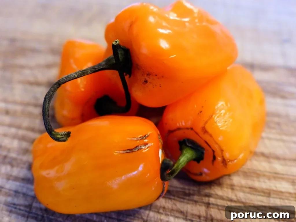 Habanero Chilli Peppers